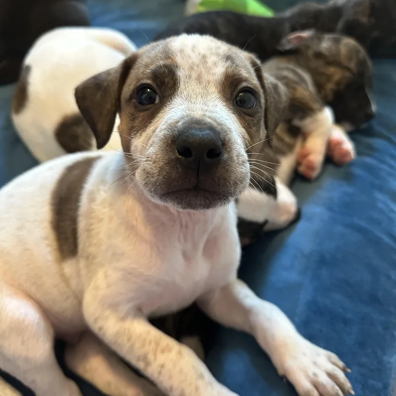 King Charles “london’s Royal thumbnail 4