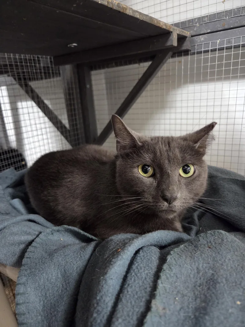 An adult medium-sized female Gray / Blue / Silver Domestic Short Hair cat named Violet for adoption in St. Ann, MO
