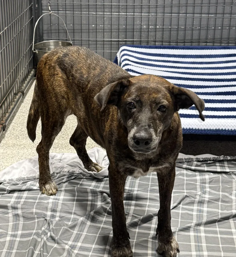 An adult medium-sized female Brindle Mixed Breed dog named Paw for adoption in Youngstown, OH