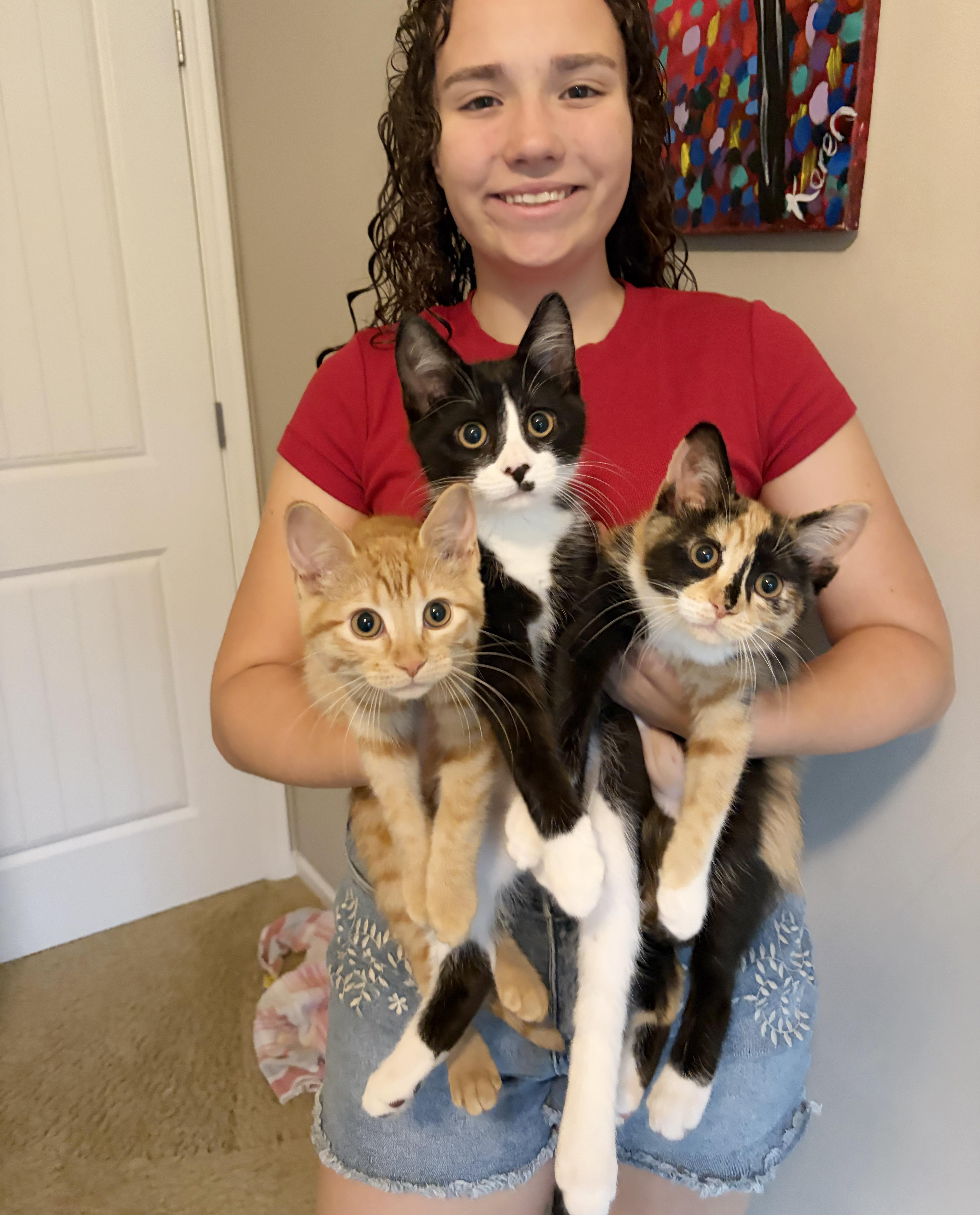 A baby medium-sized female Calico cat named Lolly for adoption in Parkville, MO