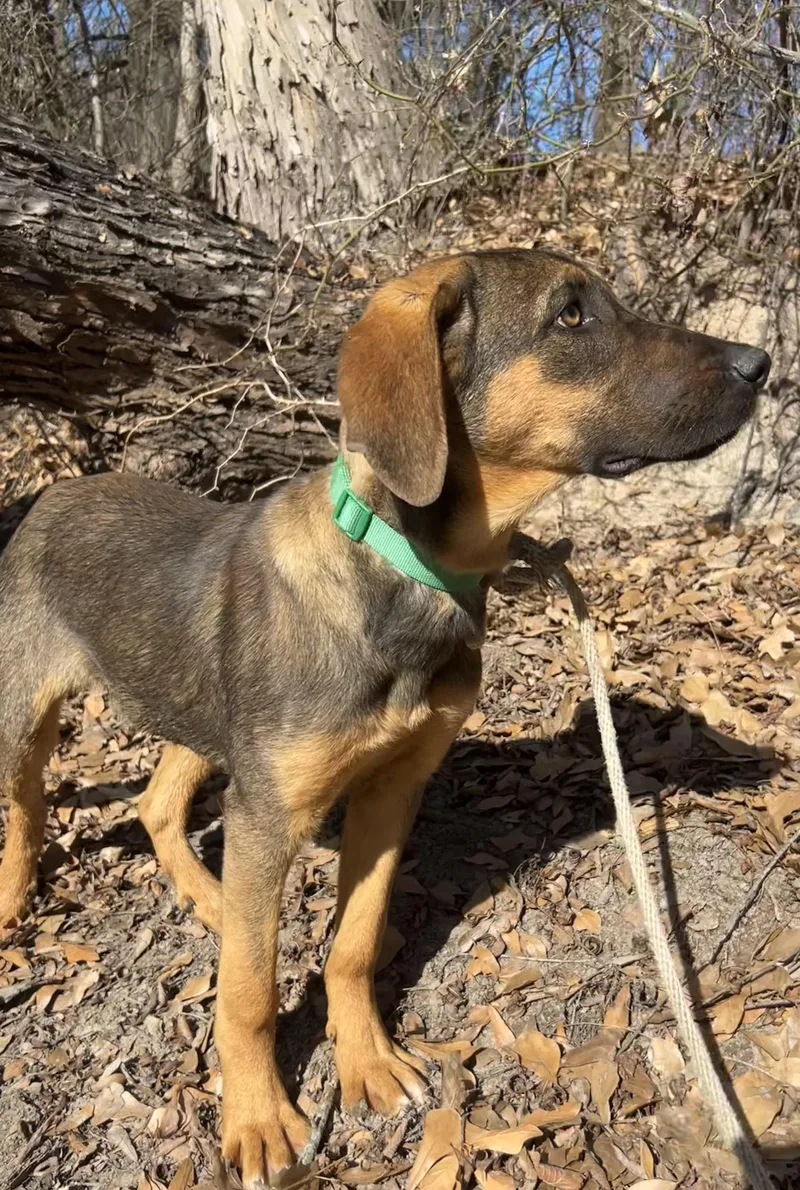 Strawberry And Kiwi thumbnail 2