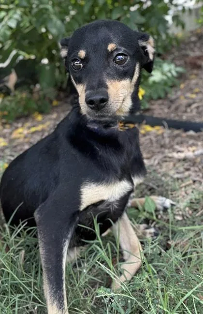 An adult small-sized male Terrier dog named Ghirardelli for adoption in San Antonio, TX