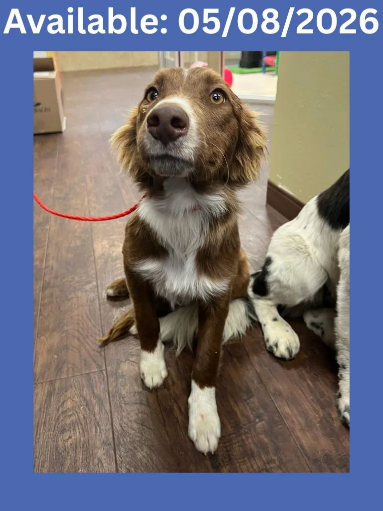 A baby medium-sized male Labrador Retriever dog named Dog Kennel  Keele for adoption in Greenville, TX