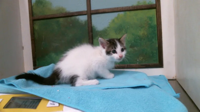 A baby small-sized male Domestic Short Hair cat named Jim for adoption in Houston, TX