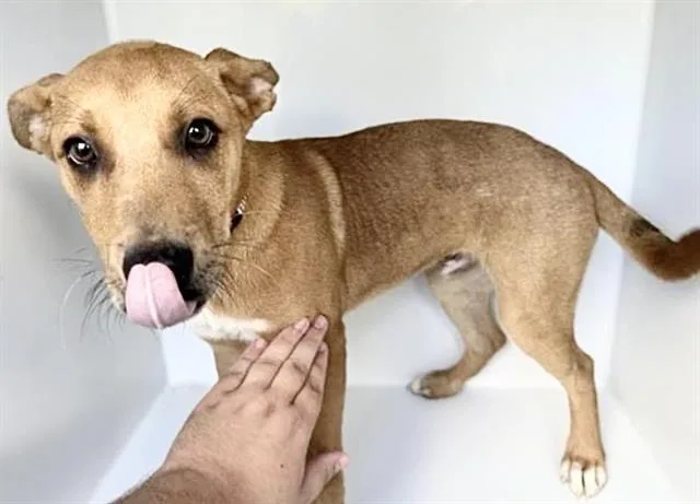 A baby medium-sized male Black Mouth Cur dog named A for adoption in Houston, TX