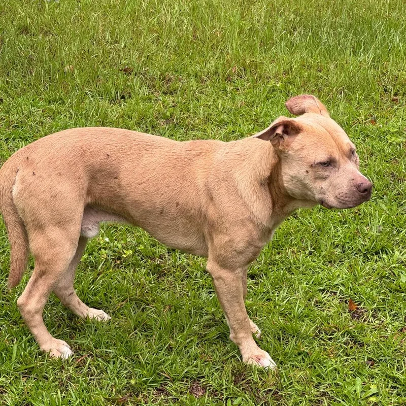 A young medium-sized male Yellow / Tan / Blond / Fawn Mixed Breed dog named StrayBalticCourt for adoption in Columbus, GA