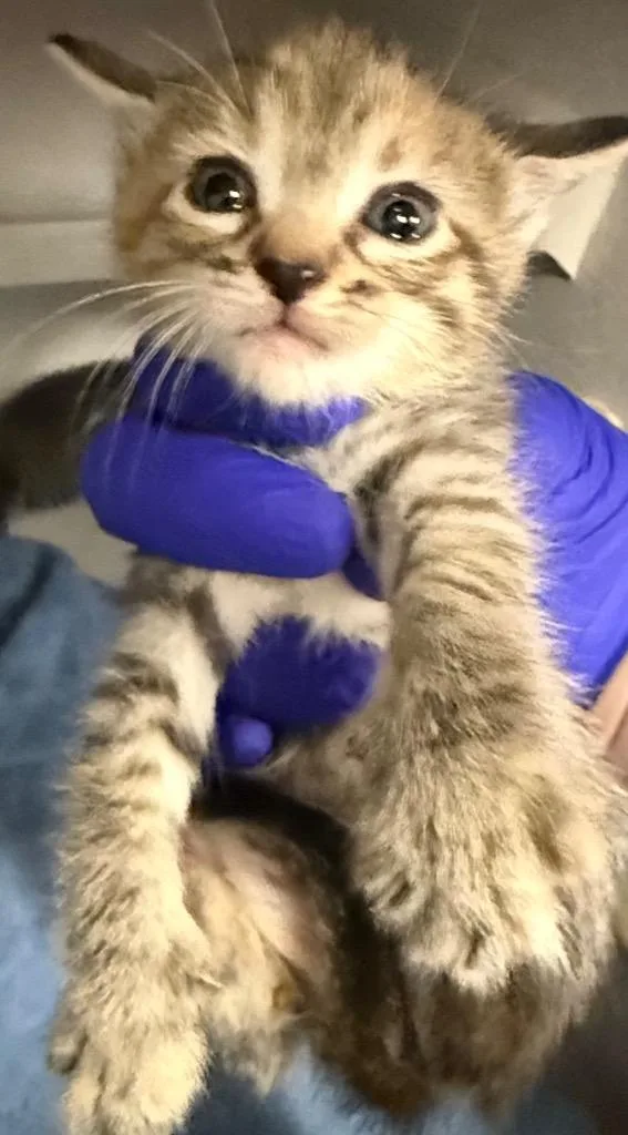 A baby small-sized female Domestic Short Hair cat named LK Sarabi for adoption in Greencastle, IN