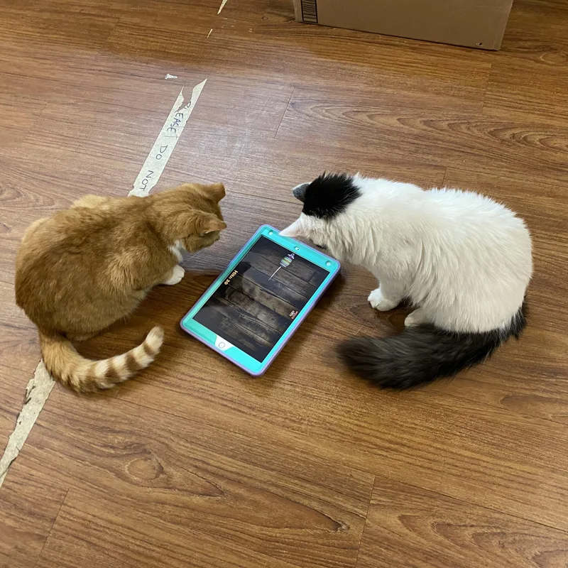 An adult medium-sized male White Domestic Long Hair cat named Nemo for adoption in Rome, PA