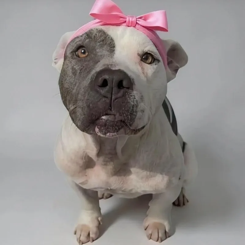 An adult medium-sized female White / Cream Pit Bull Terrier dog named Trixie for adoption in Walnut Cove, NC