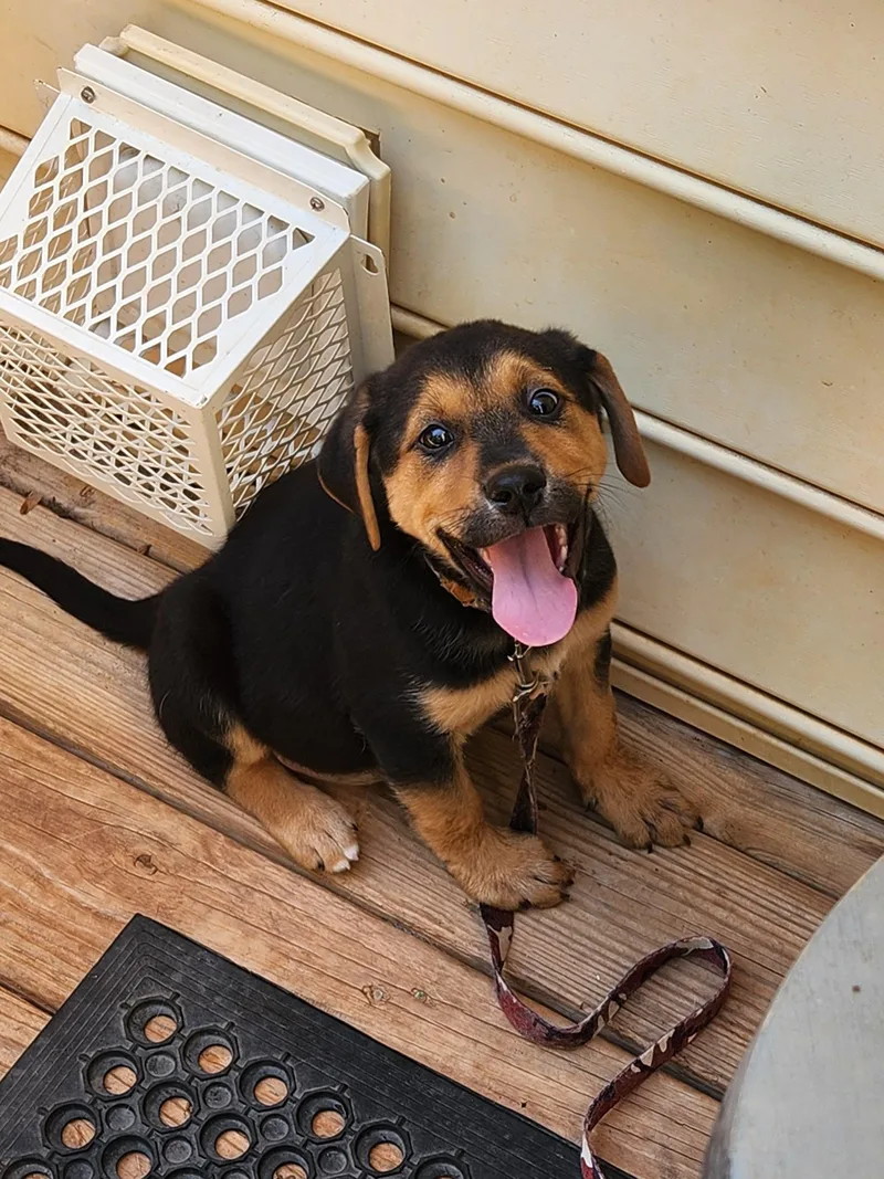 A baby medium-sized male Brown / Chocolate Shepherd dog named Hogan for adoption in Troutman, NC