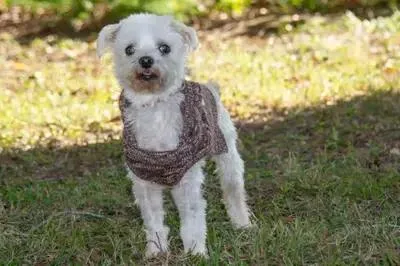 An adult small-sized male Maltese dog named Fleming for adoption in Richmond, TX