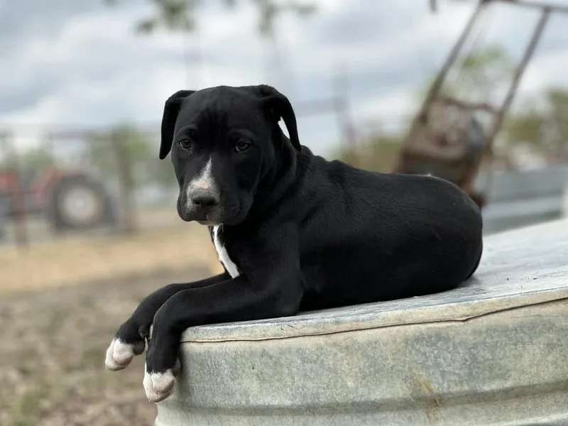 Boone Man's Best Friend thumbnail 2