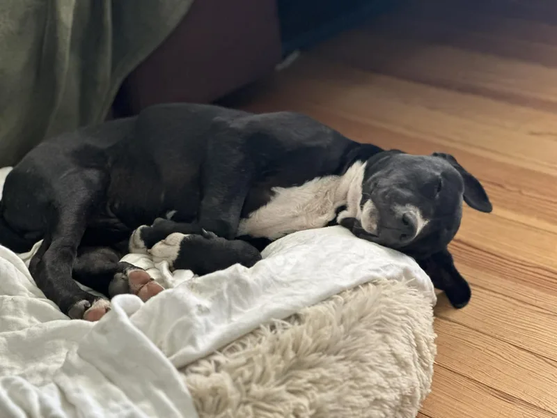 Boone Man's Best Friend thumbnail 4