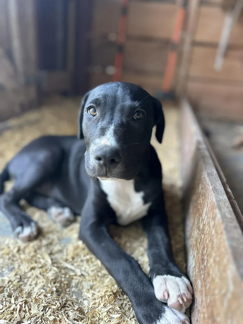 Boone Man's Best Friend thumbnail 5