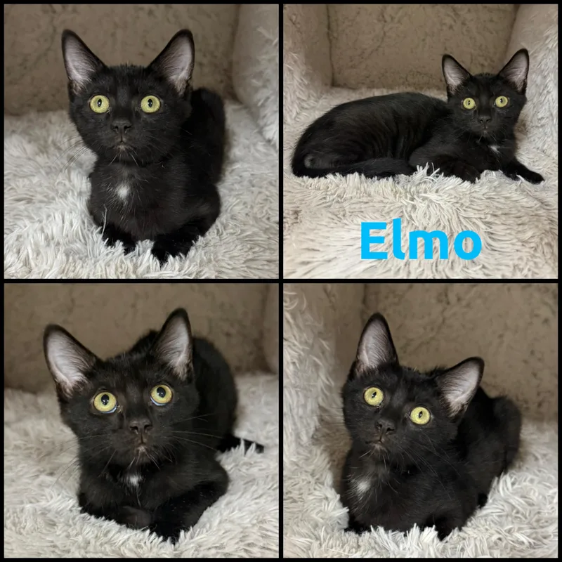 A baby small-sized male Black & White / Tuxedo Domestic Short Hair cat named Elmo for adoption in Louisville, KY
