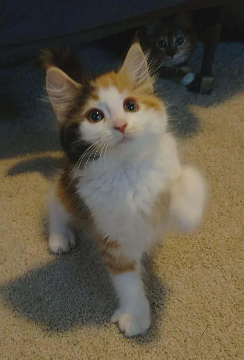 A young medium-sized female Domestic Long Hair cat named Sweetart for adoption in Baltimore, MD