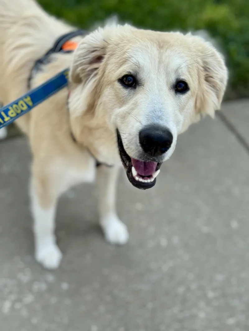 A young medium-sized male Golden Retriever dog named Ryder for adoption in Washington, MO