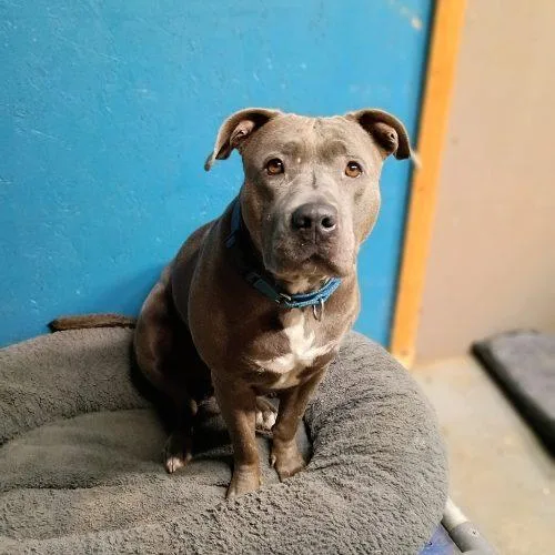 A young large-sized female Gray / Blue / Silver Bull Terrier dog named Sylvia for adoption in WAXAHACHIE, TX