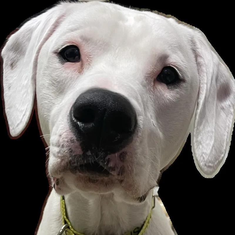 Rufus thumbnail 4