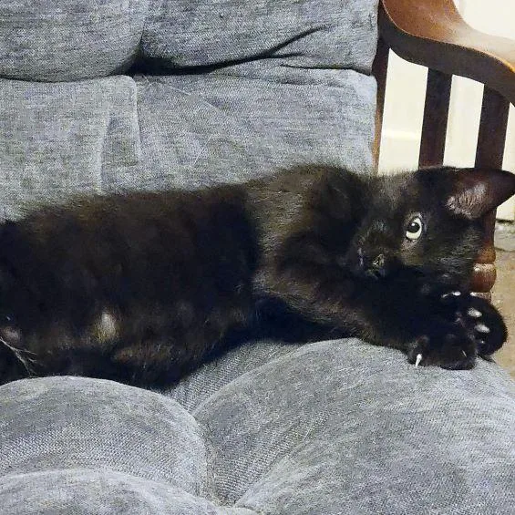 Chickpea thumbnail 3