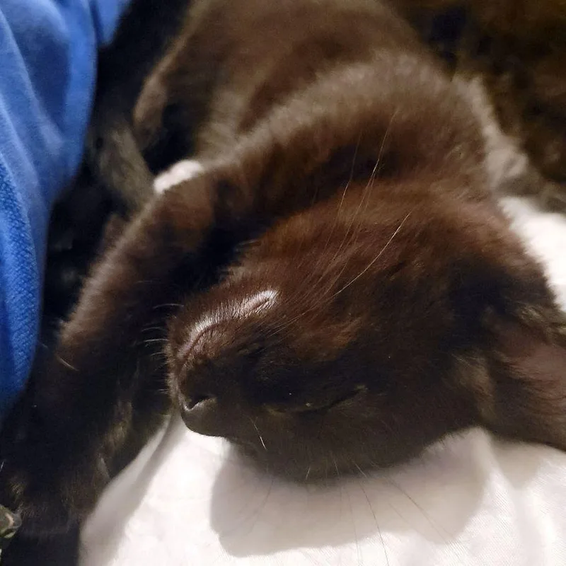 Chickpea thumbnail 6