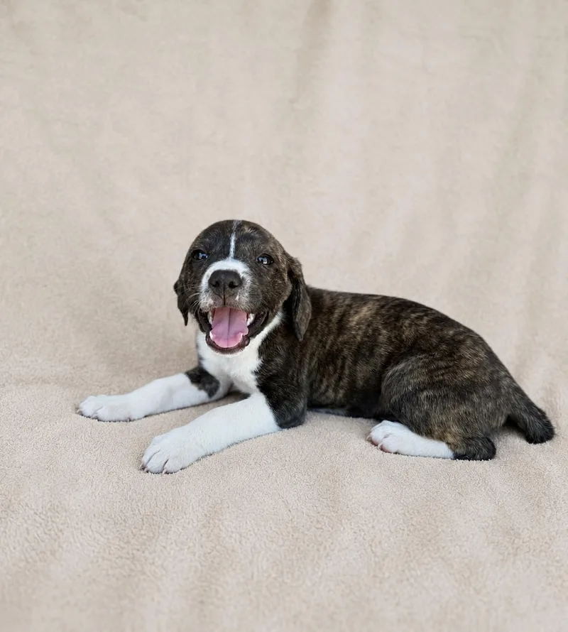 A young medium-sized female Brindle Terrier dog named Nyla for adoption in Baton Rouge, LA