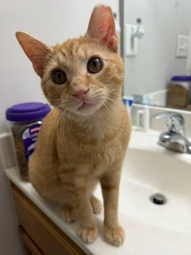 A baby small-sized male Tabby (Orange / Red) Domestic Short Hair cat named Cheeto for adoption in Raleigh, NC