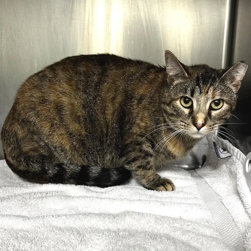 An adult large-sized female Gray / Blue / Silver Domestic Short Hair cat named Ms. Ginger for adoption in Warrensburg, MO
