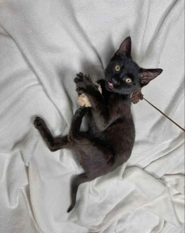 A young medium-sized male Black Bombay cat named Tart for adoption in Knoxville, TN