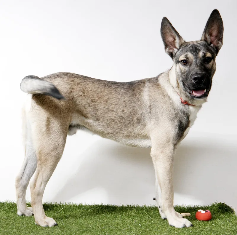 A young medium-sized male German Shepherd Dog dog named LoveBug for adoption in Harvey , LA