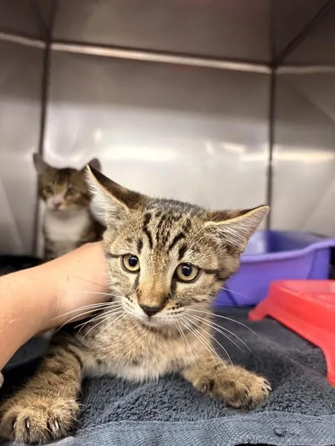 A baby small-sized male Domestic Short Hair cat named Danny Z for adoption in Killeen, TX