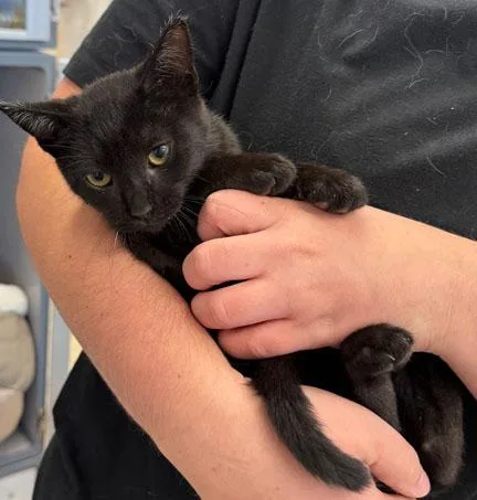 A baby medium-sized male Domestic Short Hair cat named Egg for adoption in Gardnerville, NV
