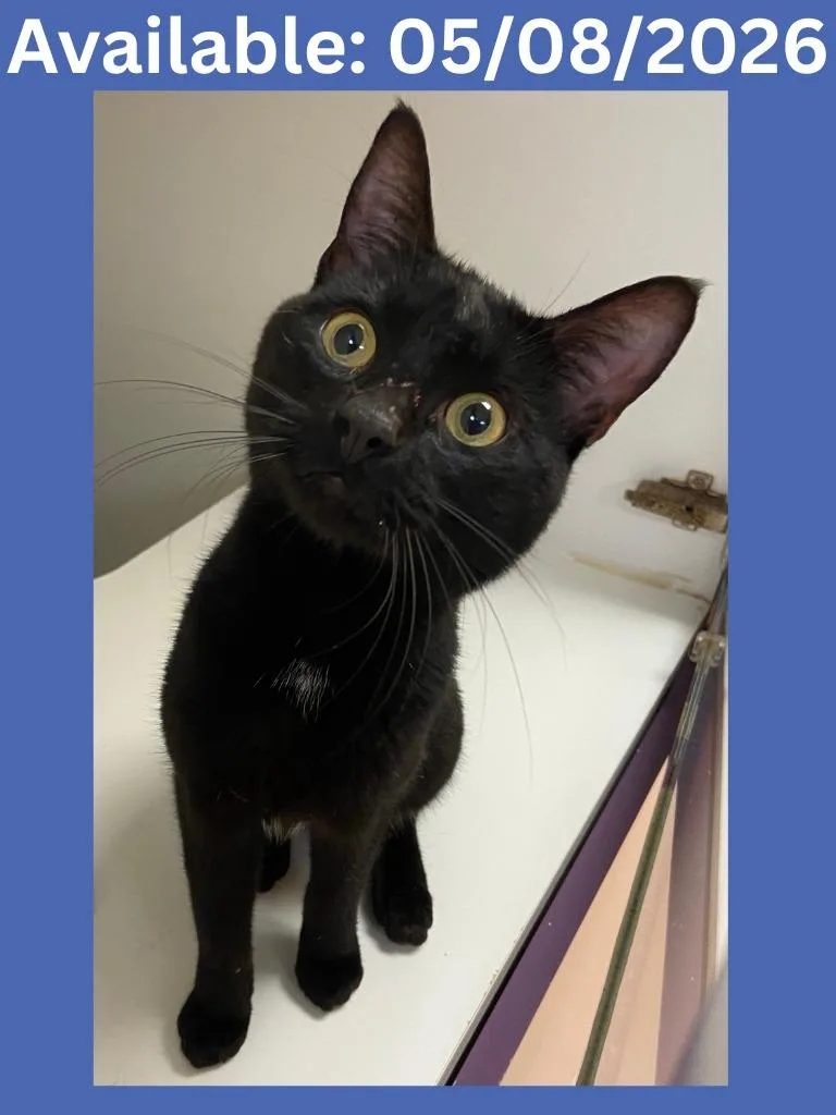 A baby medium-sized male Domestic Short Hair cat named Cat Condo for adoption in Greenville, TX
