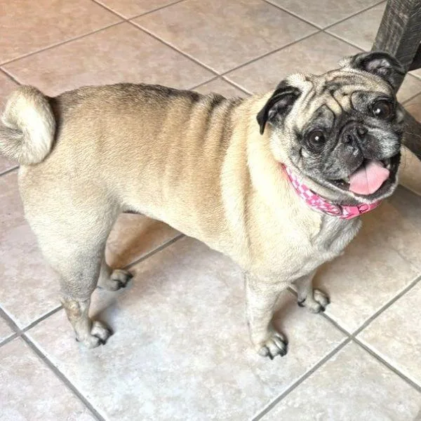 An adult small-sized female Yellow / Tan / Blond / Fawn Pug dog named Margie for adoption in Alvin, TX