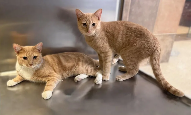 An adult medium-sized male Orange / Red Domestic Short Hair cat named Orpheus & Mushnik Bonded for adoption in Herndon, VA