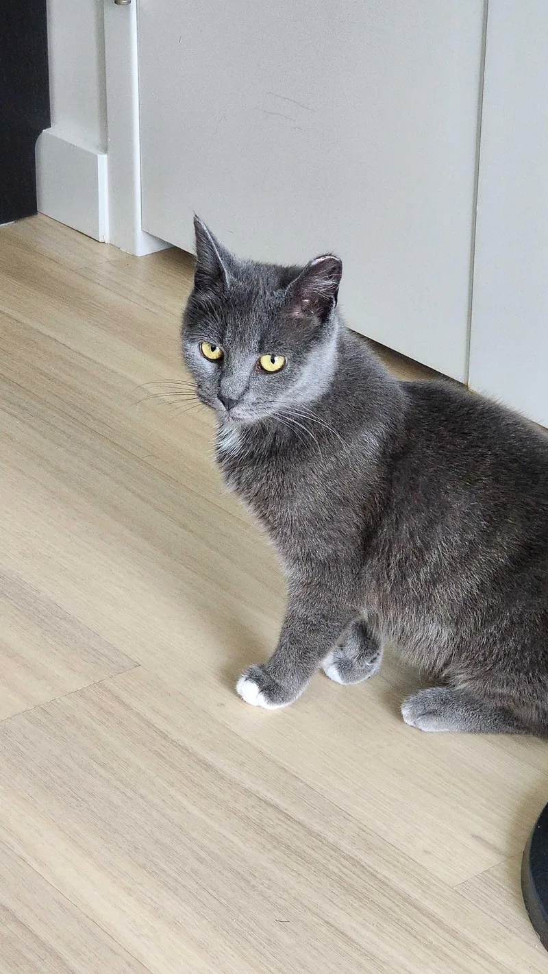 A young medium-sized female Gray / Blue / Silver Domestic Short Hair cat named Charger for adoption in Long Island City, NY