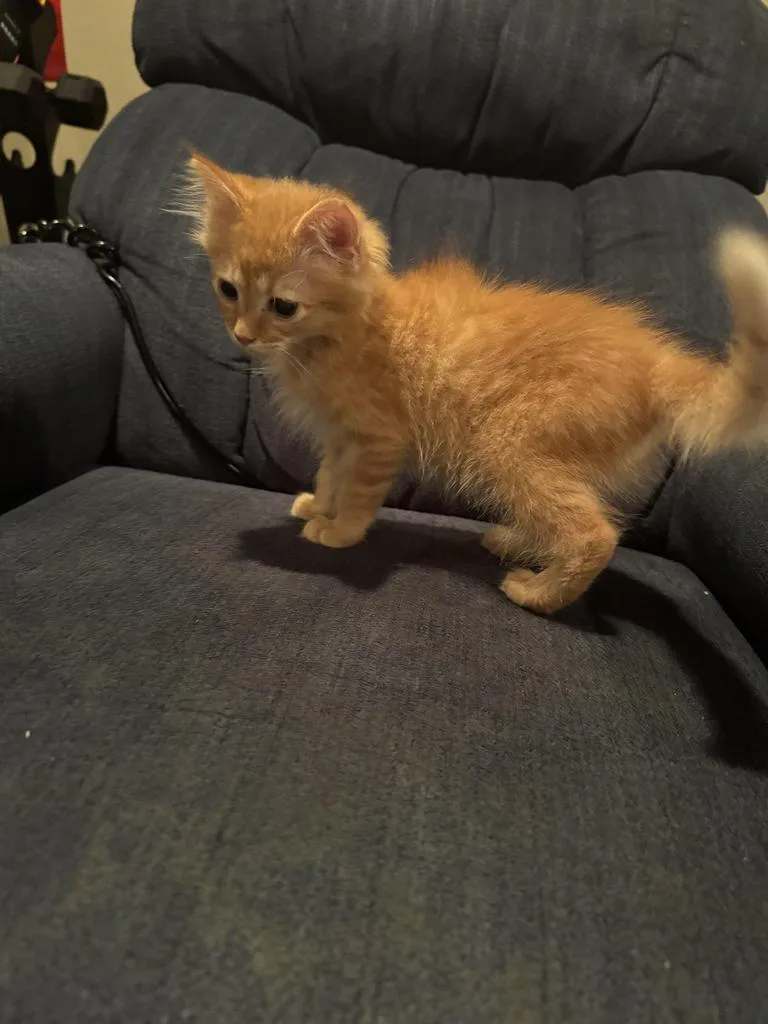 A baby small-sized male Domestic Short Hair cat named Zeus for adoption in Mustang, OK