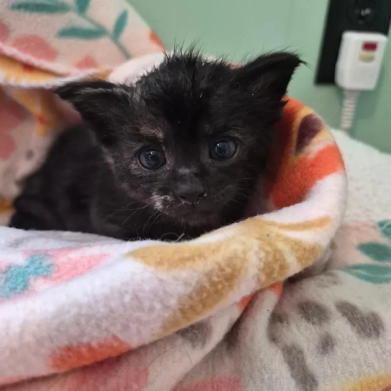 A baby small-sized female Tortoiseshell Domestic Short Hair cat named Lollipop for adoption in Warrensburg, MO