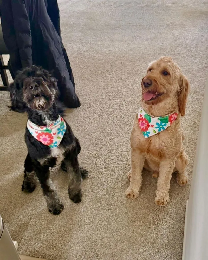 Pluto  Bonded With thumbnail 2