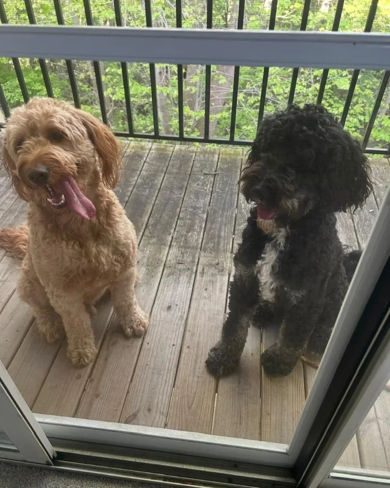 Pluto  Bonded With thumbnail 3