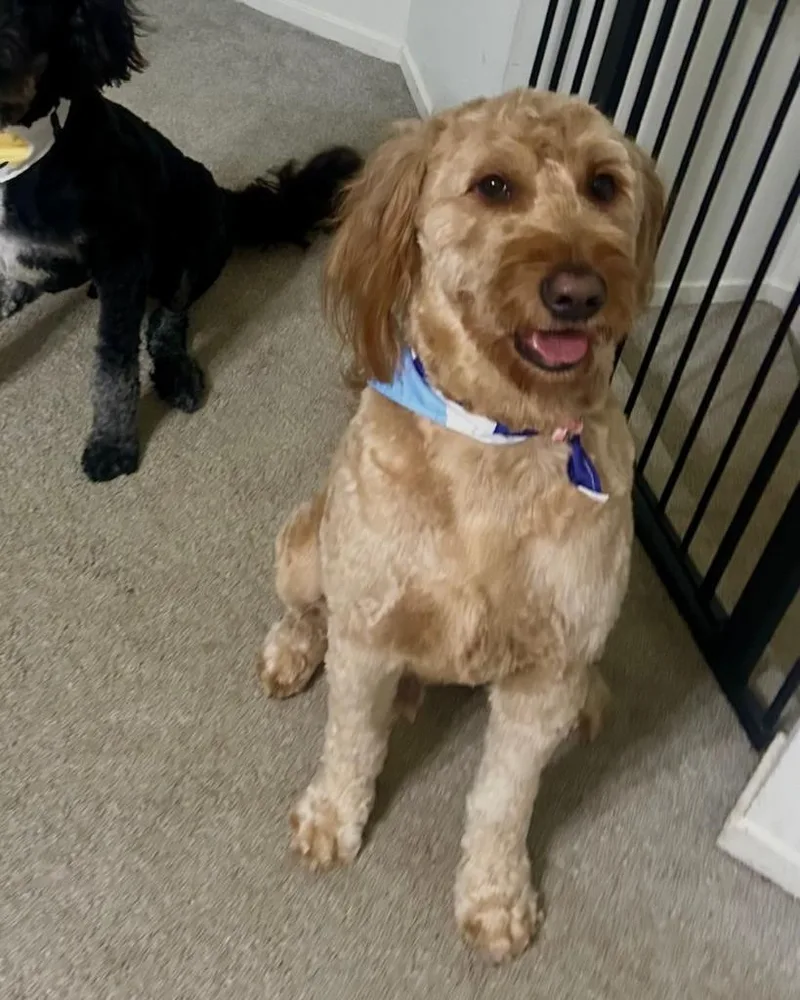 Pluto  Bonded With thumbnail 5