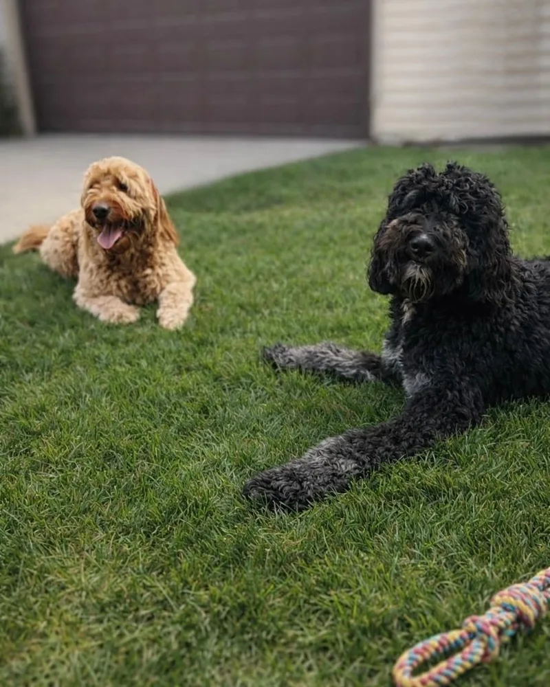 Pluto  Bonded With thumbnail 6