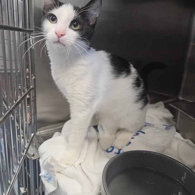 A young medium-sized female Domestic Short Hair cat named Maya for adoption in Old Bridge, NJ