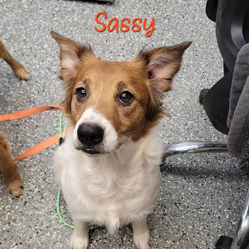 An adult medium-sized female White / Cream Spaniel dog named Sassy for adoption in Parkersburg, WV