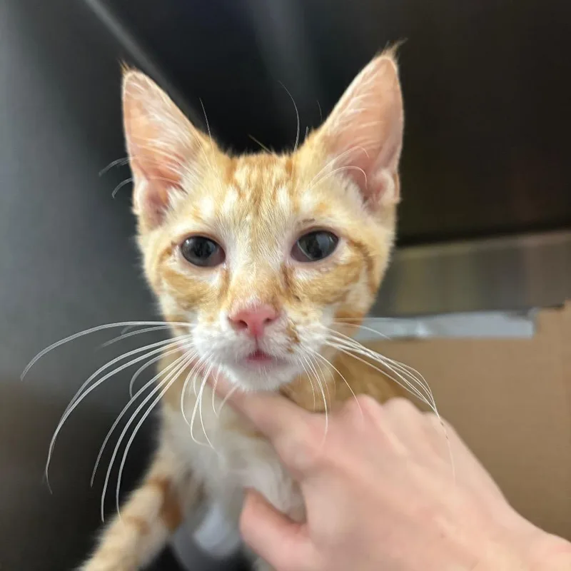 A baby small-sized male Orange / Red Domestic Short Hair cat named Alfonso for adoption in West Olive, MI