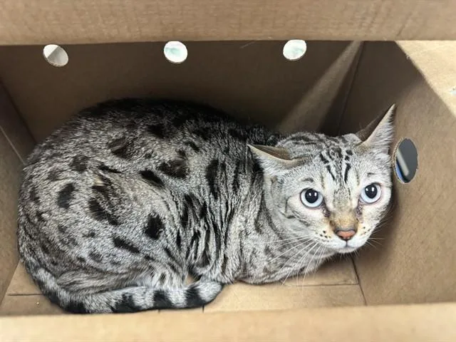 An adult medium-sized female Bengal cat named Hailey for adoption in Colorado Springs, CO