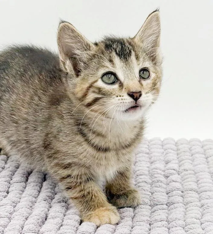 A baby small-sized female Tabby (Brown / Chocolate) Tabby cat named Sassy Will Make Your for adoption in Bedford Hills, NY