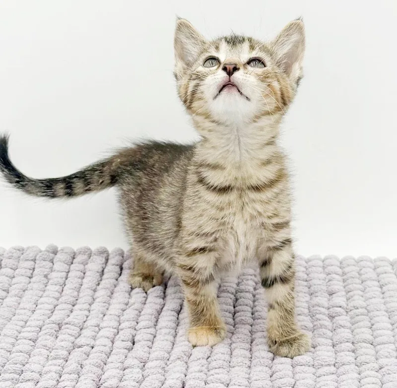 Sassy Will Make Your thumbnail 2