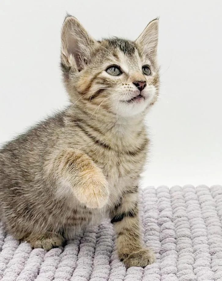 Sassy Will Make Your thumbnail 4