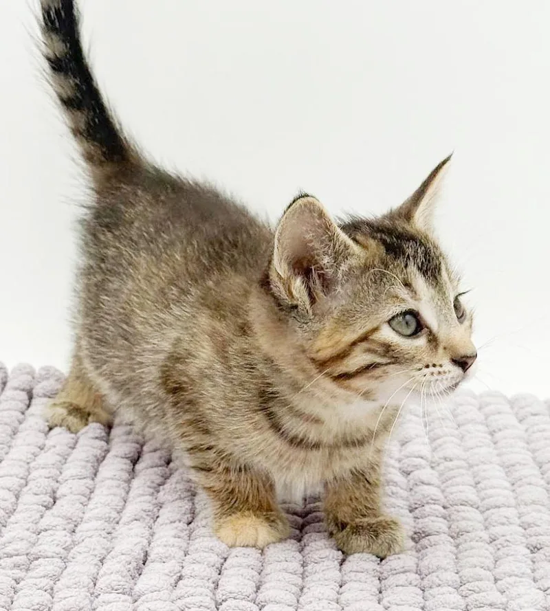 Sassy Will Make Your thumbnail 5